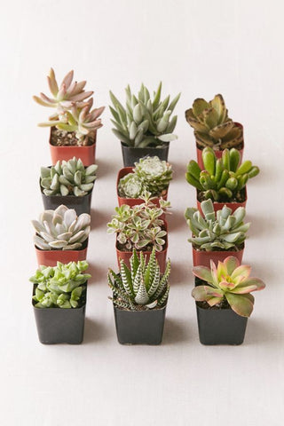 succulents in plastic pots