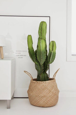 cactus in a basket