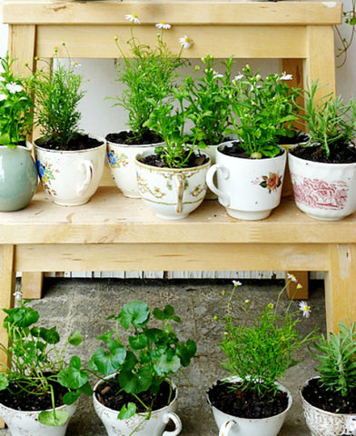 herb garden DIY