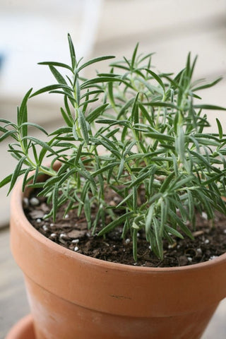 Rosemary in a pot