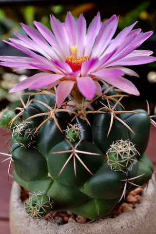 Coryphantha Cactus