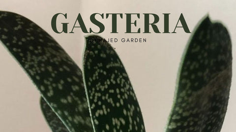 gasteria succulent 