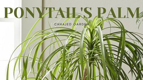 ponytail palm succulent