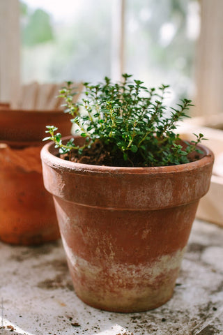 Thyme in a pot