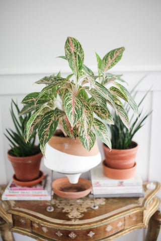 Chinese Evergreen