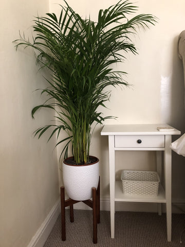 Parlour Palm