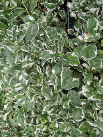 Alternanthera ficoidea 'White Carpet'
