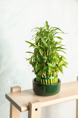 bamboo plant