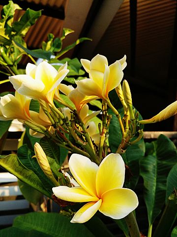 plumeria