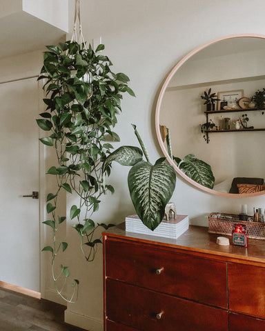 pothos in boho room