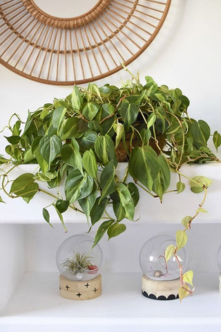 Philodendron