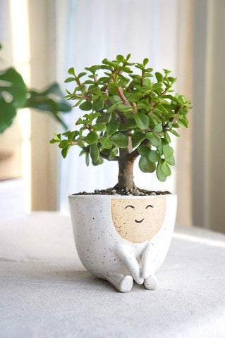 jade plant in a cute pot