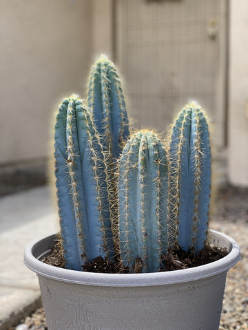 Blue Columnar Cactus 