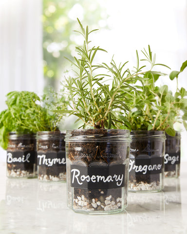 Repurposed Jars Herb Garden