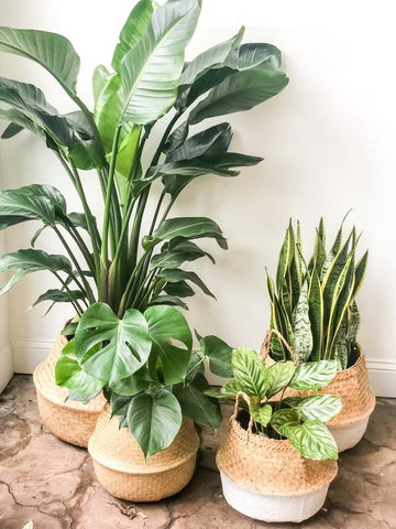 basket plants display