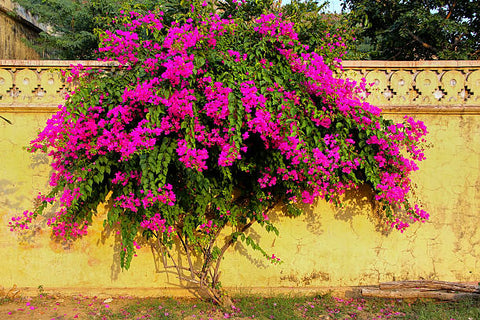 Bougainvillea