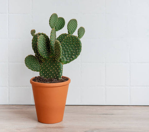 Bunny Ear Cactus