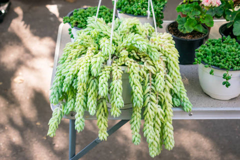 burro's tail