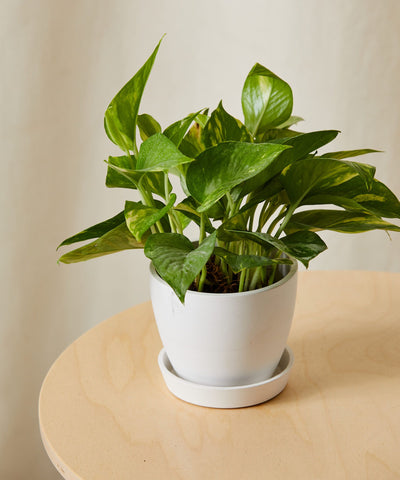 Golden Pothos