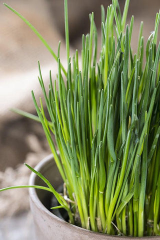 chives plant