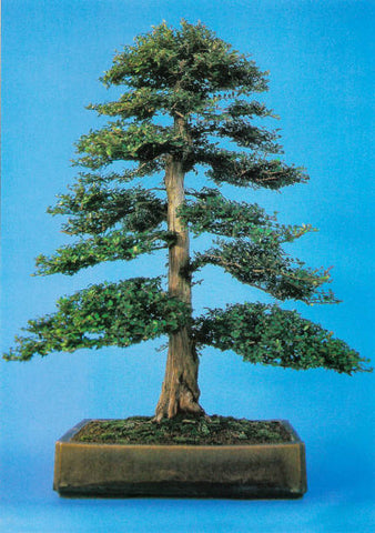 Chokkan bonsai styles