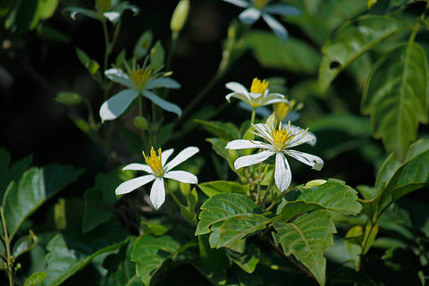 Clematis Heynei