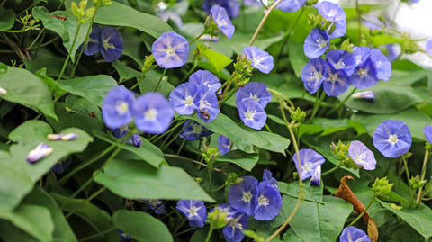  Clitoria ternatea