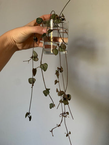 String of Hearts