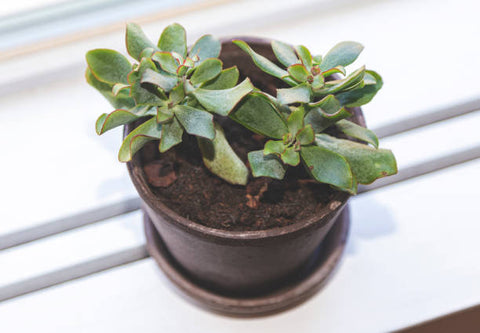 Crassula arborescens