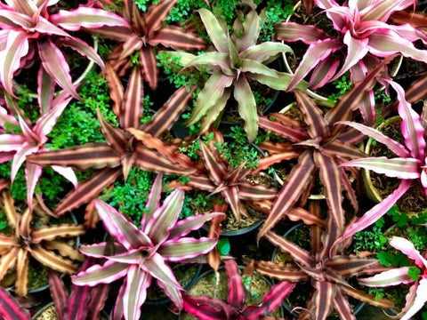 Cryptanthus bivittatus for terrarium