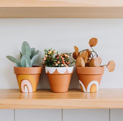 succulents in ceramic pots