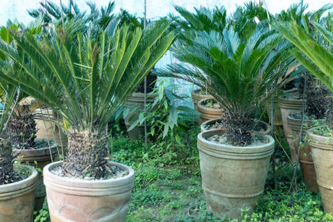 Cycas revoluta