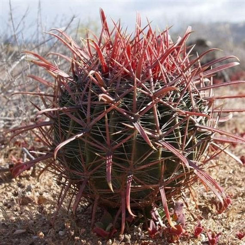 Devil's Tongue Cactus