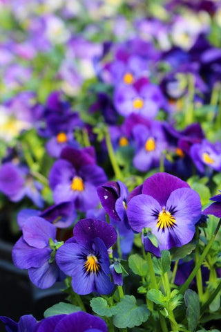 viola flowers