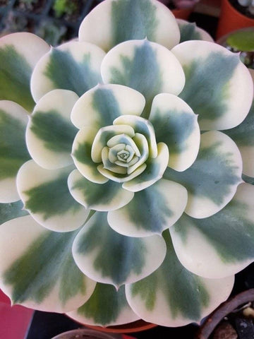 Crompton Carousel Succulent