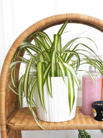 Spider Plant