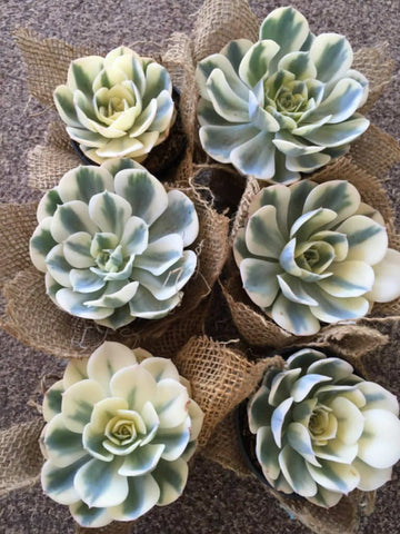 Crompton Carousel Succulent