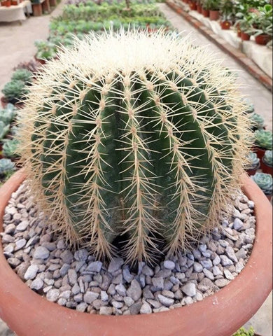 Mother-in-Law's Cushion Cactus