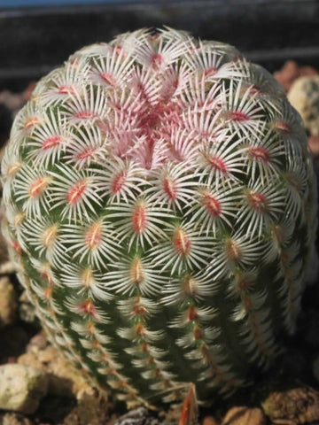 Arizona Rainbow Cactus