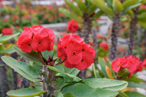 crown of thorns