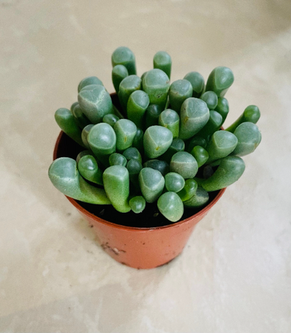 baby toes succulent