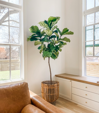 Fiddle Leaf Fig