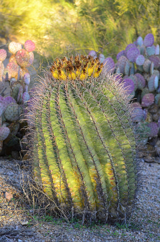 Davis's Barrel Cactus
