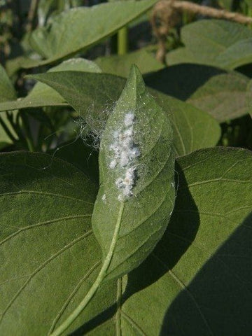 Mealybugs