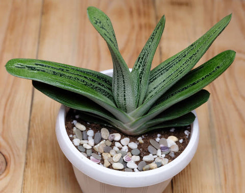 Gasteria