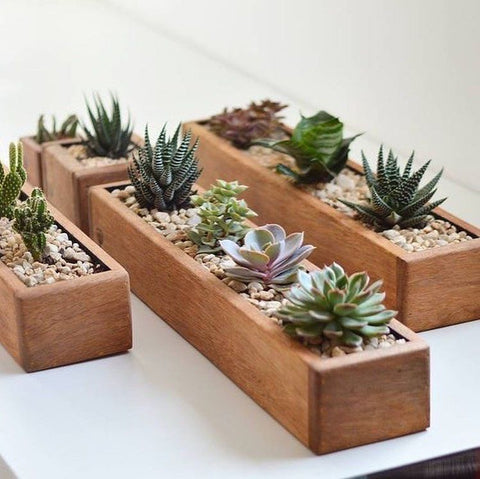 wooden potted succulents