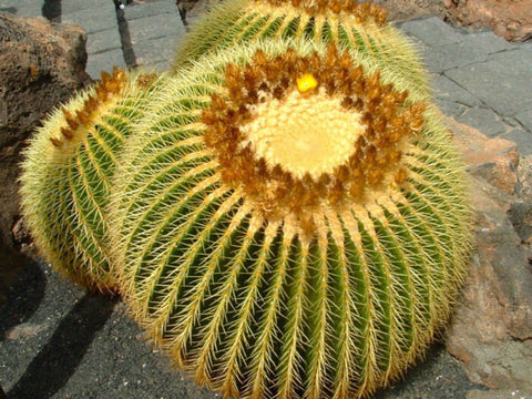 Golden Ball Cactus