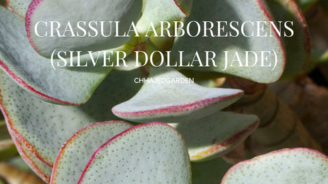 CRASSULA ARBORESCENS (Silver Dollar Jade)