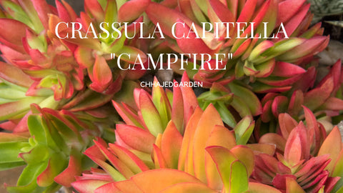 CRASSULA CAPITELLA (Campfire Crassula)