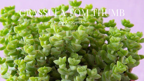 CRASSULA TOM THUMB